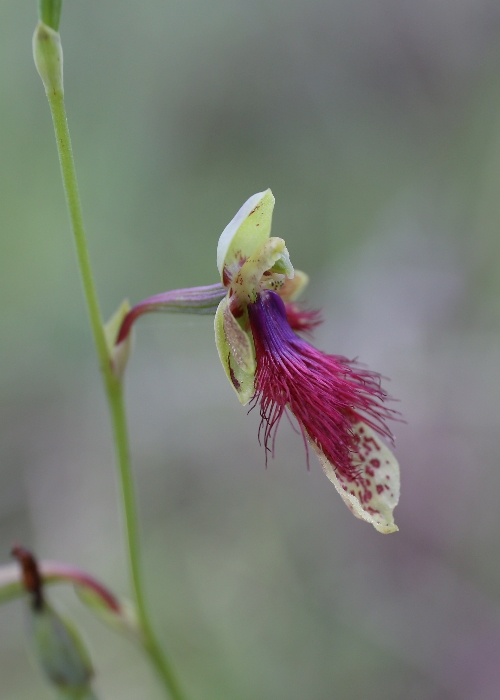 North Queensland Plants Orchidaceae